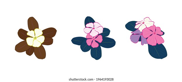 Catharanthus roseus with different angles in illustration vector art design