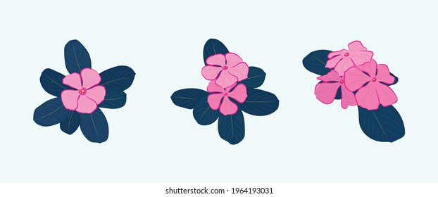 Catharanthus roseus con diferentes ángulos en el diseño de ilustraciones de vectores