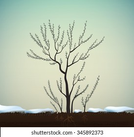 catkin tree in the soil between melting snowdrift, March, macro,spring come.