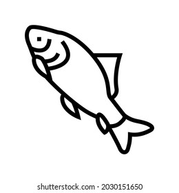 catla catla fish line icon vector. catla catla fish sign. isolated contour symbol black illustration