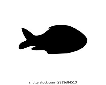 Catla o Katla Fish, también conocido como la mayor carpa del sur de Asia, silueta para icono, símbolo, tipo de logotipo, pictograma, aplicaciones, sitio web o elemento de diseño gráfico. Ilustración vectorial