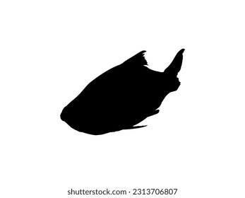 Catla or Katla Fish, also known as the major South Asian Carp, Silhouette for Icon, Symbol, Logo Type, Pictogram, Apps, Website or Graphic Design Element. Vector Illustration