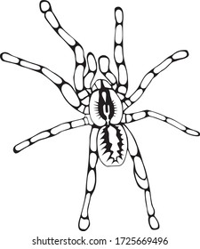 Catleg spider, Matheran, Maharasthra, India