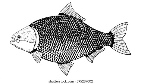 catlocarpio siamensis