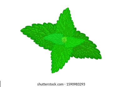 Catnip leaves isolated on white background. Catnip,nepeta cataria or catswort, catmint spice plant illustration in cartoon style. Herb and spice for essential oils, ayurvedic medicine. Stock vector