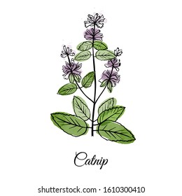 Catnip medical herbs. Sketch hand drawn illustration of medical plants.