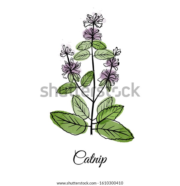 Catnip Medical Herbs Sketch Hand Drawn Stock Vector (Royalty Free