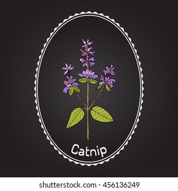 Catnip (nepeta cataria), or catswort, catmint - spice plant. Hand drawn botanical vector illustration.