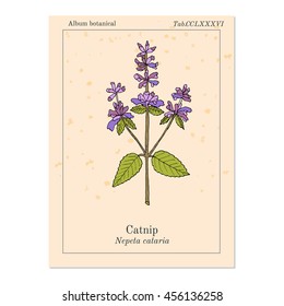 Catnip (nepeta cataria), or catswort, catmint - spice plant. Hand drawn botanical vector illustration.