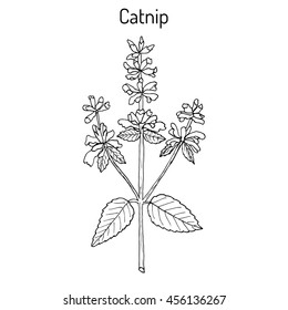 Catnip (nepeta cataria), or catswort, catmint - spice plant. Hand drawn botanical vector illustration.