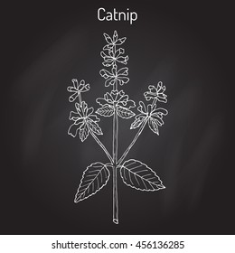 Catnip (nepeta cataria), or catswort, catmint - spice plant. Hand drawn botanical vector illustration.