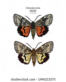 Catocala dula is a moth of the family Erebidae. It is found in Russia, Japan, Korea and China. hand draw sketch vector.