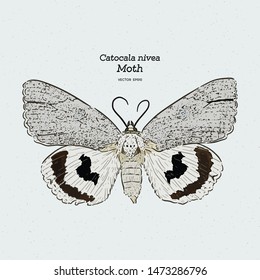 Catocala Moth is a generally Holarctic genus of moths in the Erebidae family, vintage line drawing or engraving illustration. - Vector
