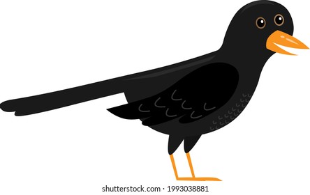 catoon common black bird, vector ilustration isolated on white background