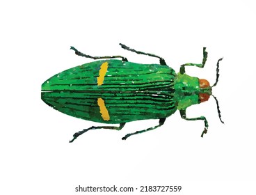 Catoxantha opulenta. Colorful beetle on a white background. Exotic Bug vector illustration. Entomology. Cartoon style bug. Watercolor hand drawn. Picture for logo, design and greeting card.
