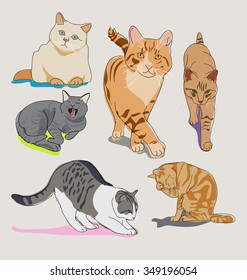 Cats