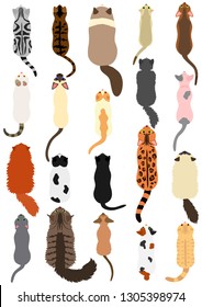 cats breed top view set