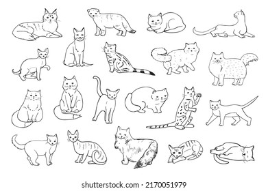 Cats breeds illustrations line  vector set