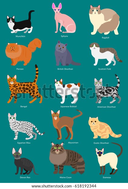 Cats Breeds Set Breed Name Stock Vector Royalty Free 618192344