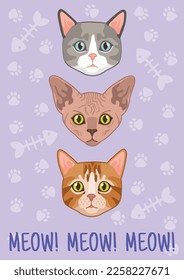 Tarjeta de gatos. Cabeza de gato linda de diferentes razas, texto maullido. Impresión de afiches o camisetas, portada para portátiles, retrato y letras con estilo animal, cara moderna de gatito, ilustración plana vectorial