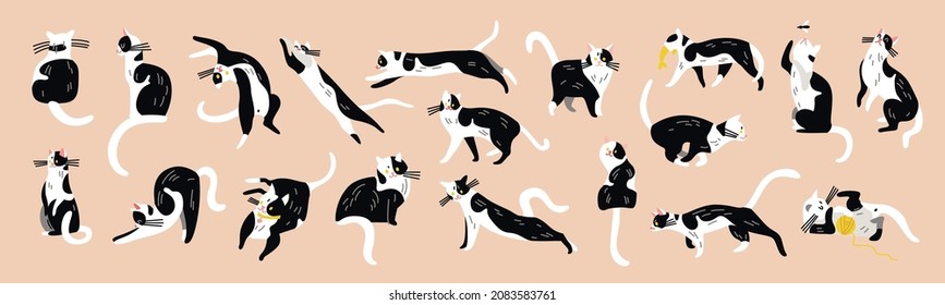 Juego de caracteres de gatos con imágenes aisladas de mascotas similares de gatito blanco y negro en diferentes poses ilustración vectorial