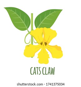 Cats Claw - Uncaria Tomentosa - Icon In Flat Style Isolated On White Background. Superfood Medicinal Plant. Vector Illustration.