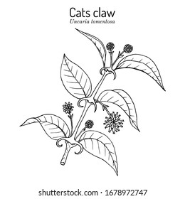 Cat's claw (Uncaria tomentosa), or vilcacora, medicinal plant. Hand drawn botanical vector illustration