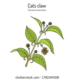 Cat's claw (Uncaria tomentosa), or vilcacora, medicinal plant - natural treatment for many diseases. Hand drawn botanical vector illustration
