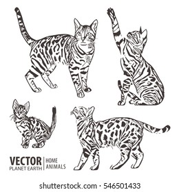 Cats collection - vector silhouette. Vector illustration.