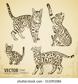 Cats collection - vector silhouette. Cats in various poses. Vintage style. Vector illustration.