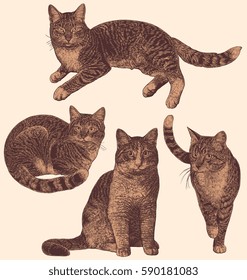 Cats. Design set. Hand drawn engraving. Vector vintage illustration. Isolated on color background. 8 EPS
