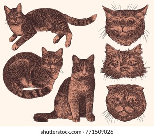 Cats. Design set. Hand drawn engraving. Vector vintage illustration. Isolated on light background. 8 EPS