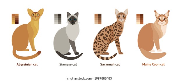 Cats of different breeds - vector set, collection in flat style: Abyssinian, Siamese, Savannah, Maine Coon cat.