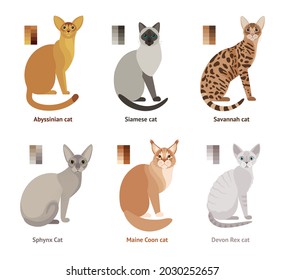 Cats of different breeds - vector set, collection in flat style: Abyssinian cat, Siamese, Savannah, Sphynx, Maine Coon, Devon Rex cat.