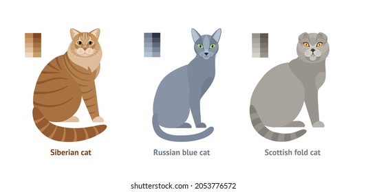 Cats of different breeds - vector set, collection in flat style: Siberian cat, Russian blue, Scottish fold cat
