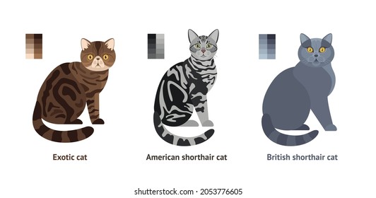 Cats of different breeds - vector set, collection in flat style: Exotic cat, American shorthair cat, British shorthair cat