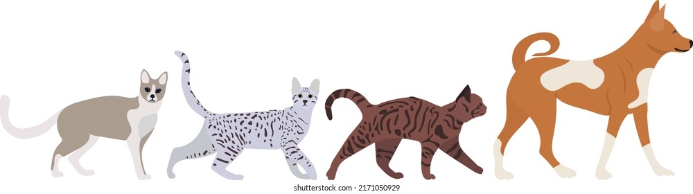 cats and dogs walking in flat design, isolated vector