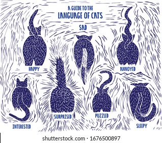 Cat's emotions. Animal rights is a great vector for non-governmental organizations.