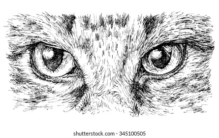 Cat's eyes - hand drawn vector illustration, isolated on white