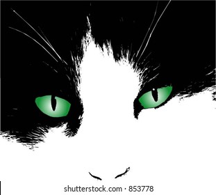 Cats eyes - vector