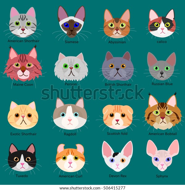 Cats Face Set Breeds Name Stock Vector (Royalty Free) 506415277