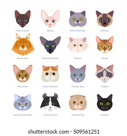 Cats faces collection. Vector illustration of  different cats breeds, including havana brown, sphynx, British Shorthair, Siamese, Maine Coon, Oriental, Persian, Bengal, Abyssinian, isolated on white.