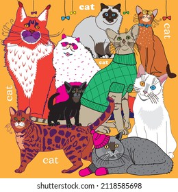 cats are fluffy colorful beautiful of different breeds