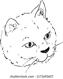 Cat's fur head 