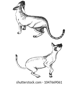 
Cats. hand drawn