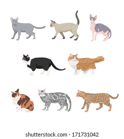 Cats Illustration