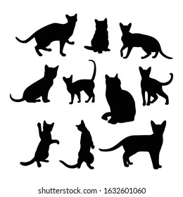 Cats, Isolated On White Background