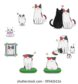 cat's life cycle