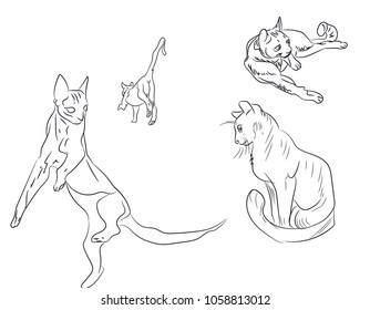 cats lines, vector, white background