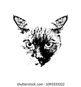 Cat's muzzle. Sketch. Line. Close. For your design. Isolated.